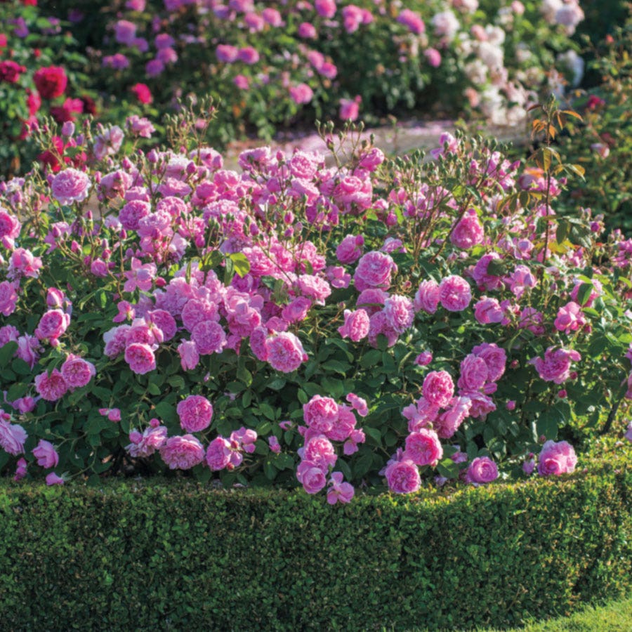 Rosa Harlow Carr®