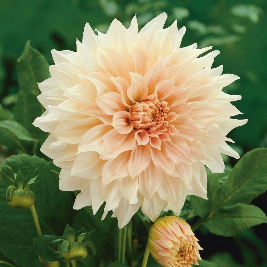 Dahlia 'Cafe Au Lait' Bulb