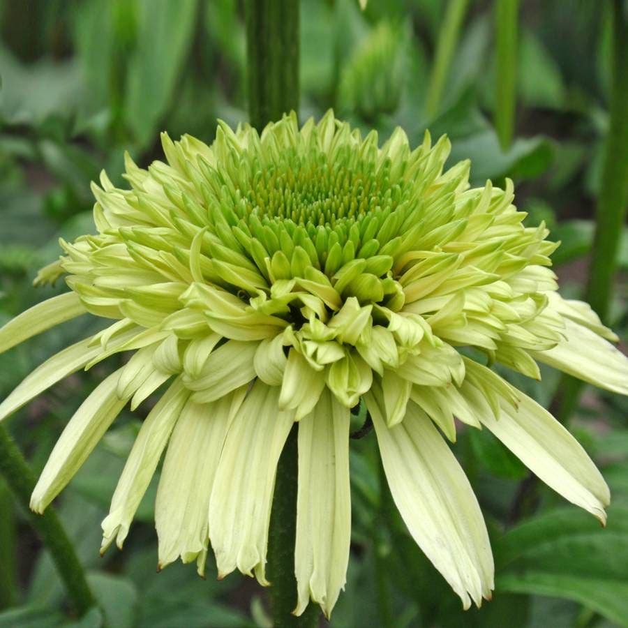 Echinacea Cone-fections™ 'Honeydew' - Green Coneflower