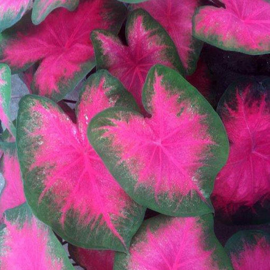 Caladium 'Flamingo' Bulbs