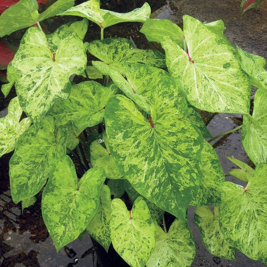 Caladium 'Frog In A Blender' Bulbs