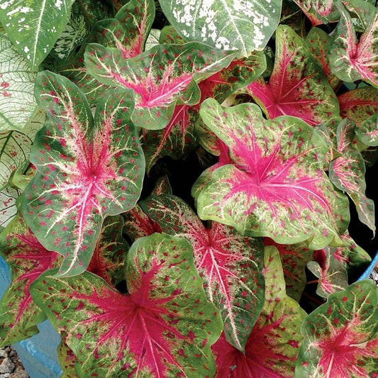 Caladium 'Wildfire' Bulbs