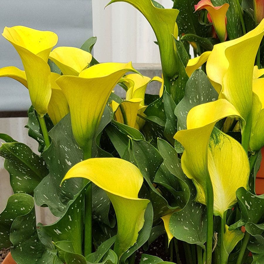 Calla Lily Morelii® Bulb