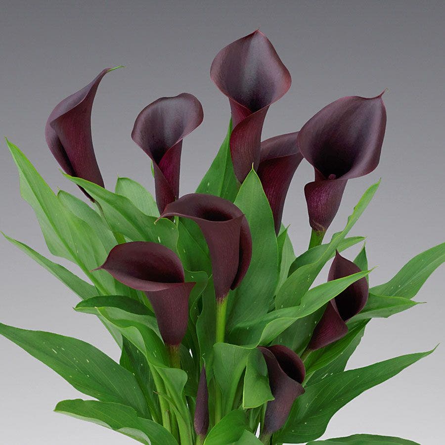Calla Lily Odessa Bulb