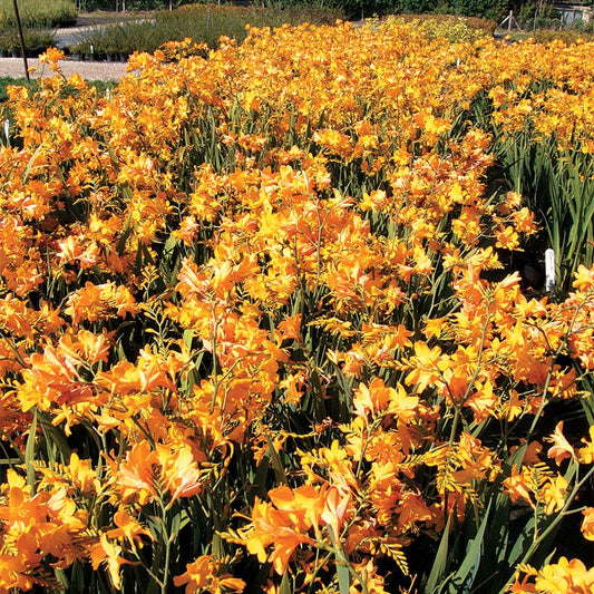 Crocosmia 'Walberton Yellow'