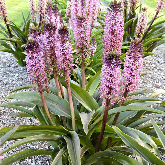 Eucomis 'African Night'