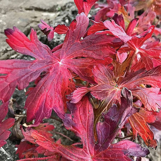 Geranium maculatum Crane Dance