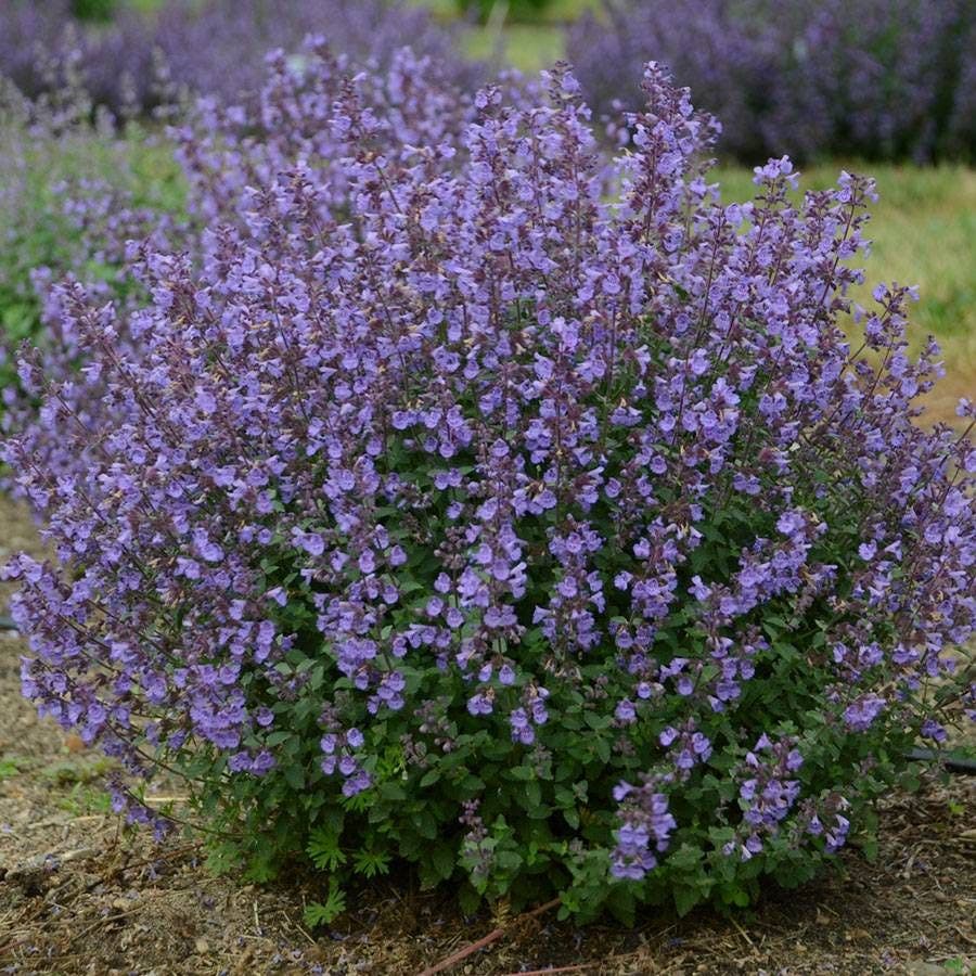 Nepeta 'Kitten Around'