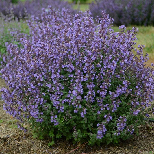 Nepeta 'Kitten Around'