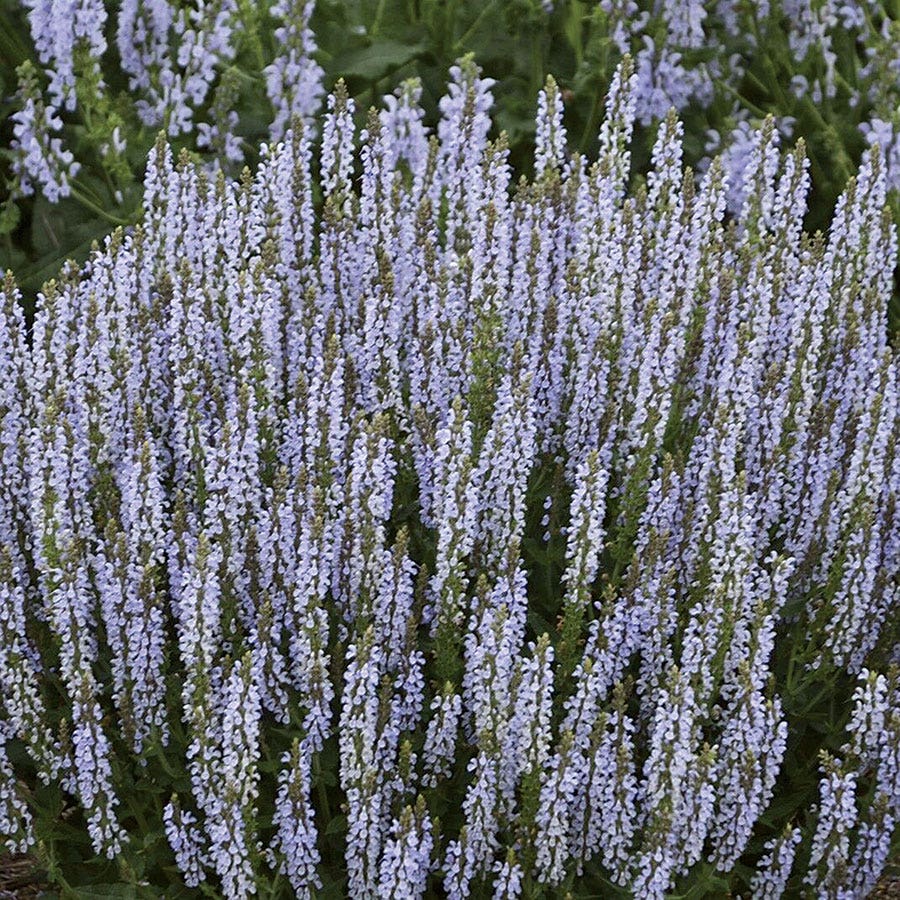 Salvia 'Perfect Profusion'