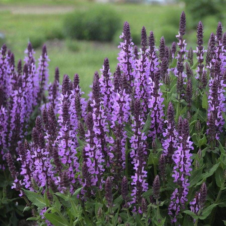 Salvia 'Pink Profusion'