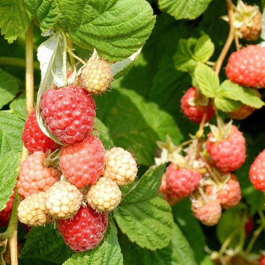Rubus Encore Raspberry