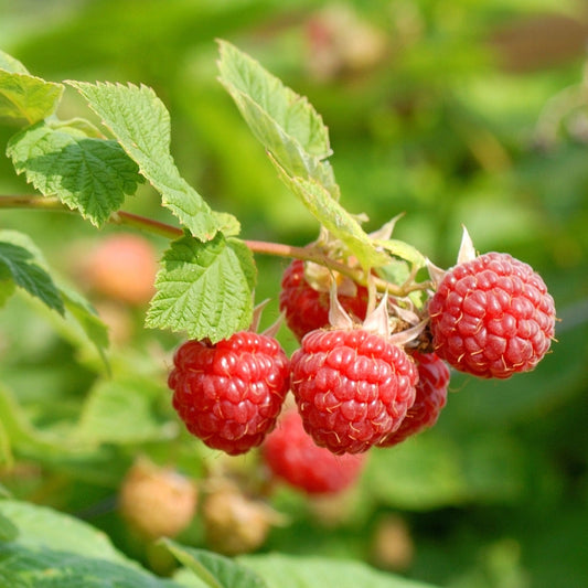 Rubus Nova Raspberry
