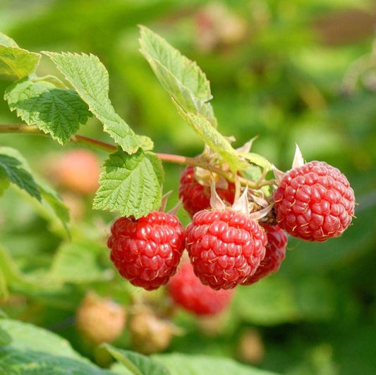 Rubus Nova Raspberry