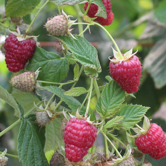 Rubus 'Joan J'