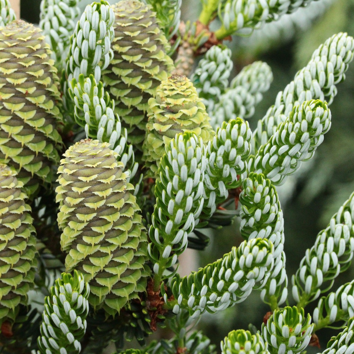 Abies 'Horstmann's Silberlocke'