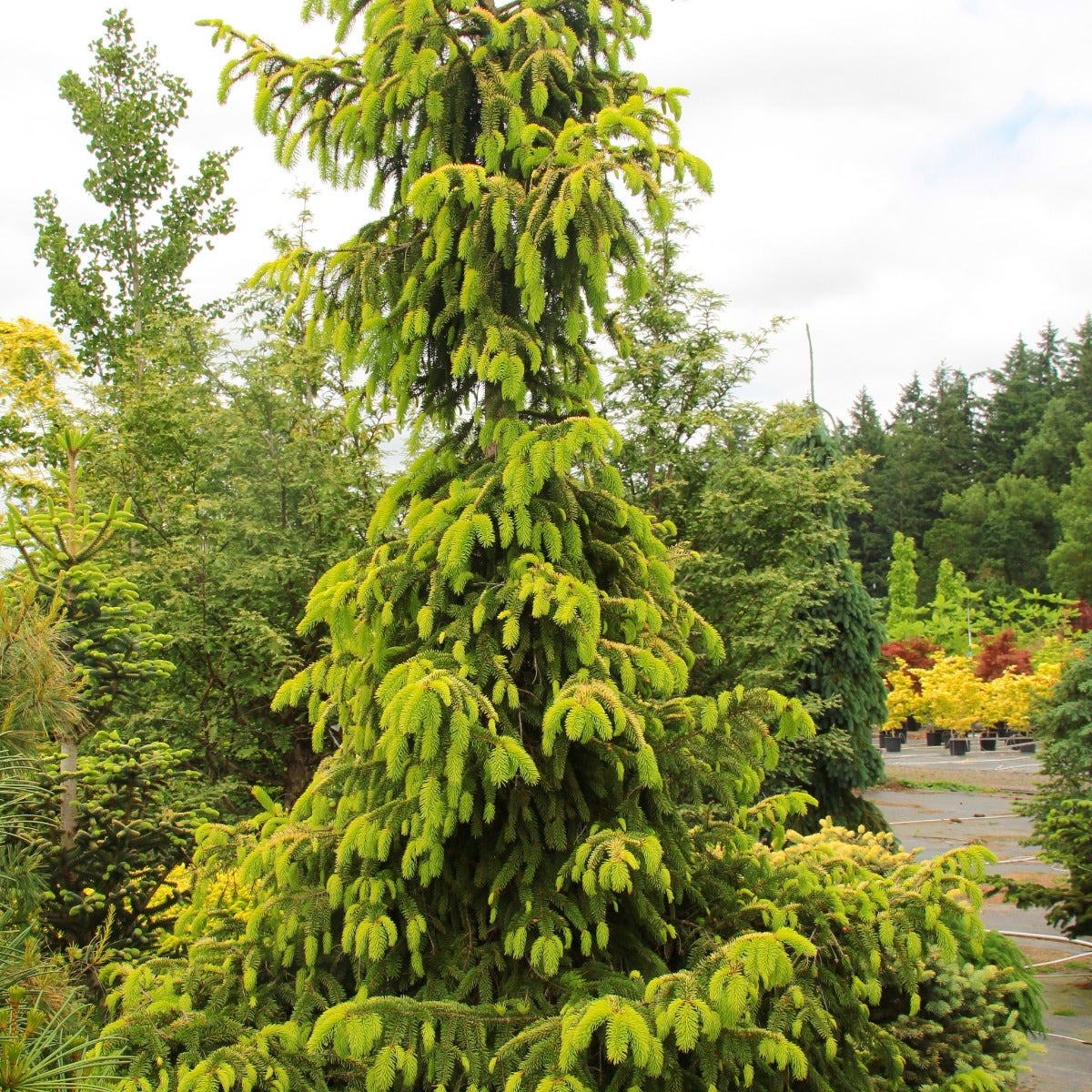 Picea 'Aurea Jakobsen'