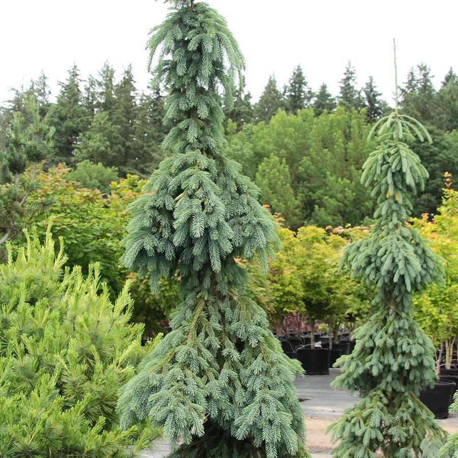 Picea 'Pendula'