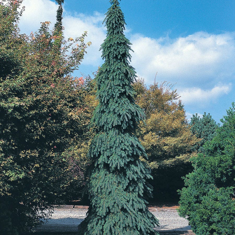 Picea 'Pendula'