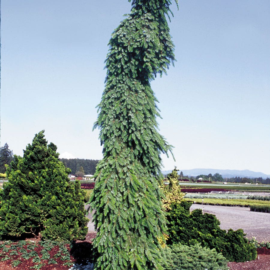 Picea 'Pendula'