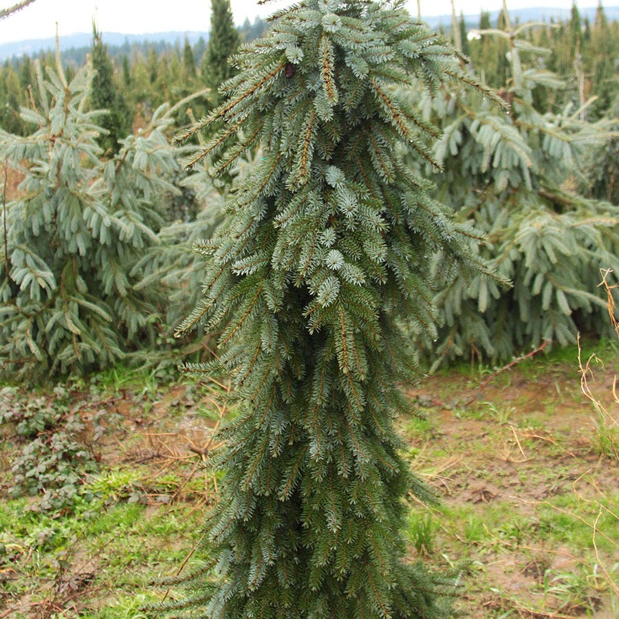 Picea 'Pendula'