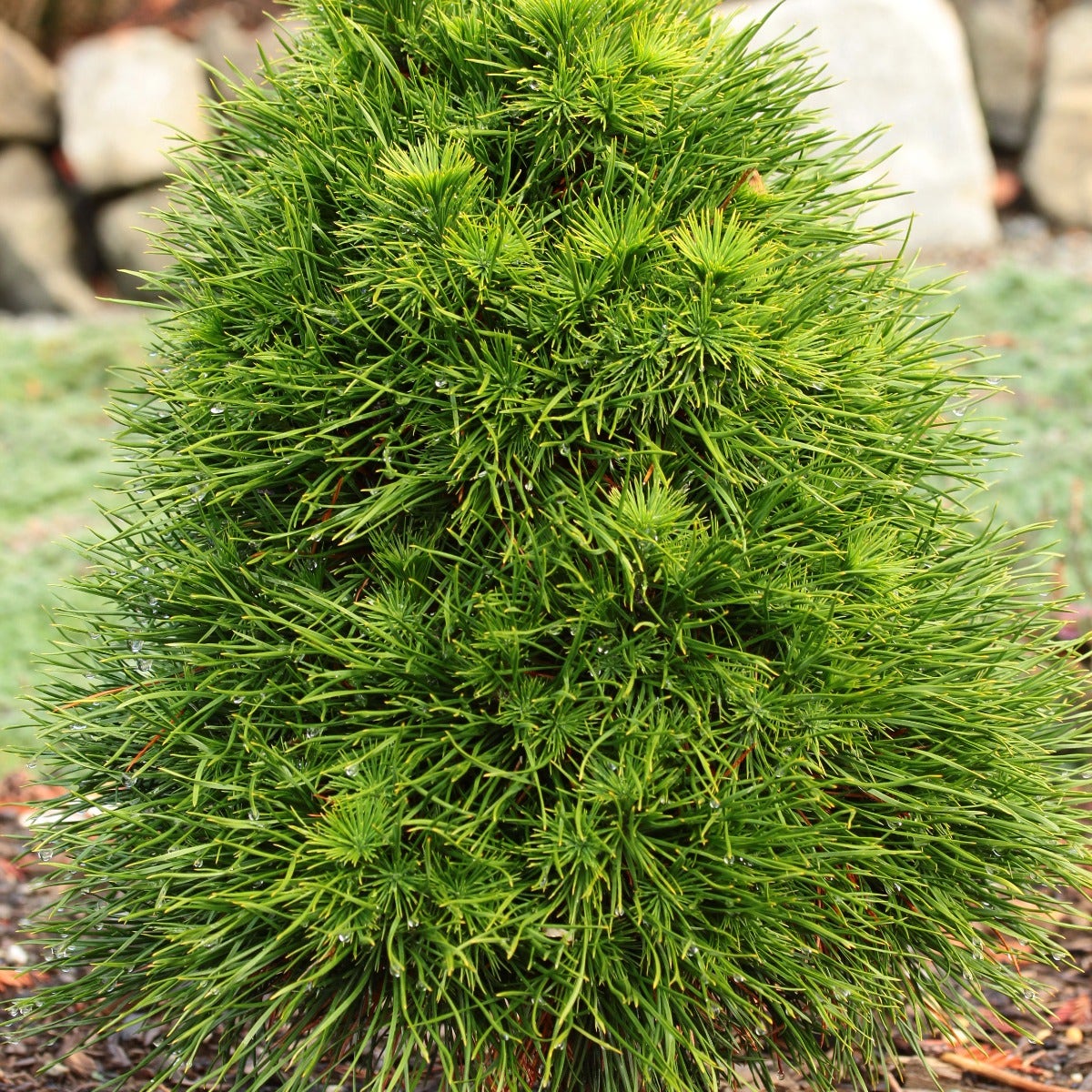 Pinus 'Green Penguin'