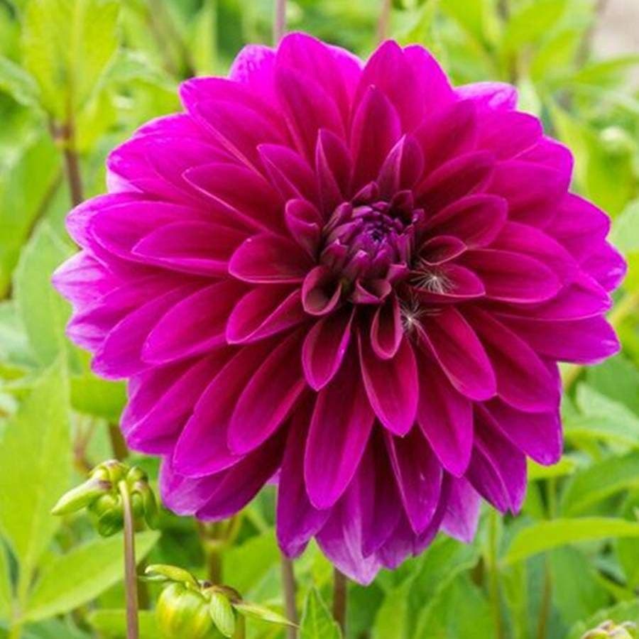 Dahlia 'Le Baron' Bulb