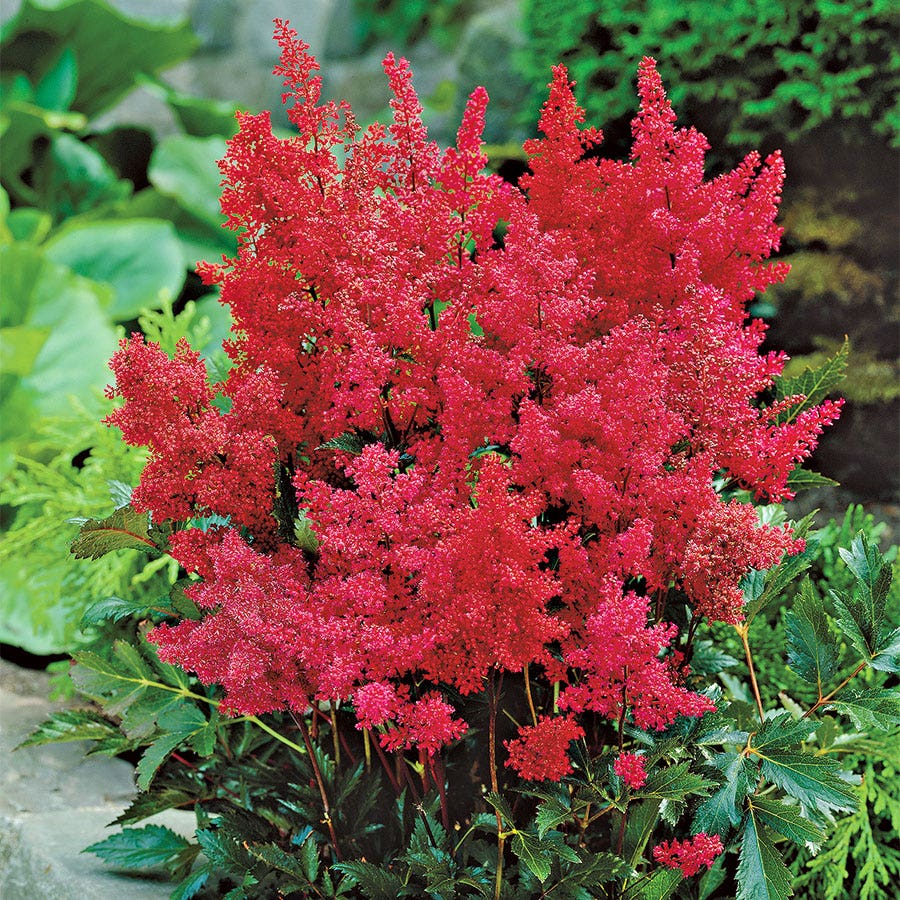 Astilbe 'Montgomery'