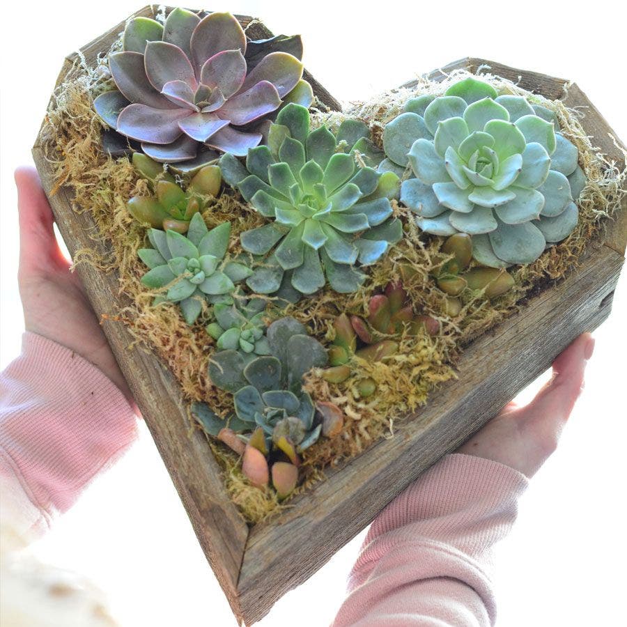 discount succulents Heart Mix Succulent Garden