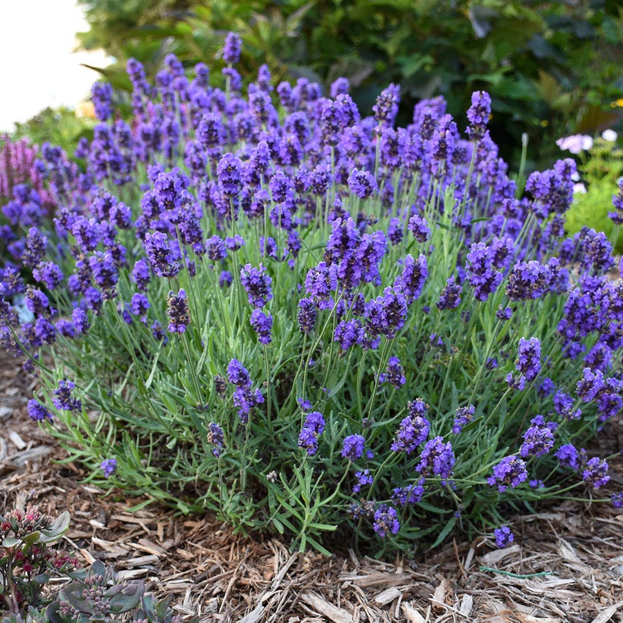Lavandula Sweet Romance®