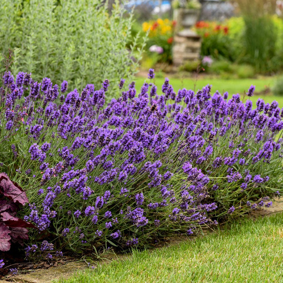 Lavandula Sweet Romance®