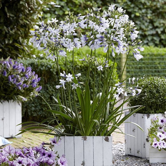 Agapanthus Twister