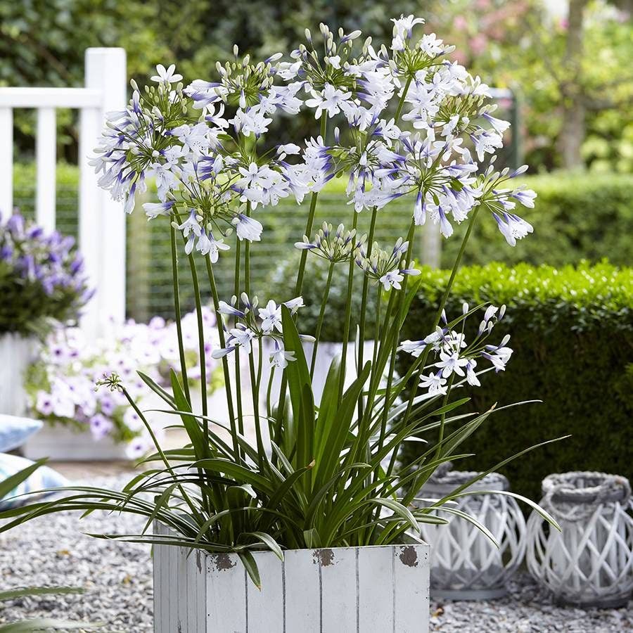 Agapanthus Twister