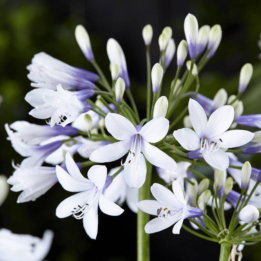 Agapanthus Twister