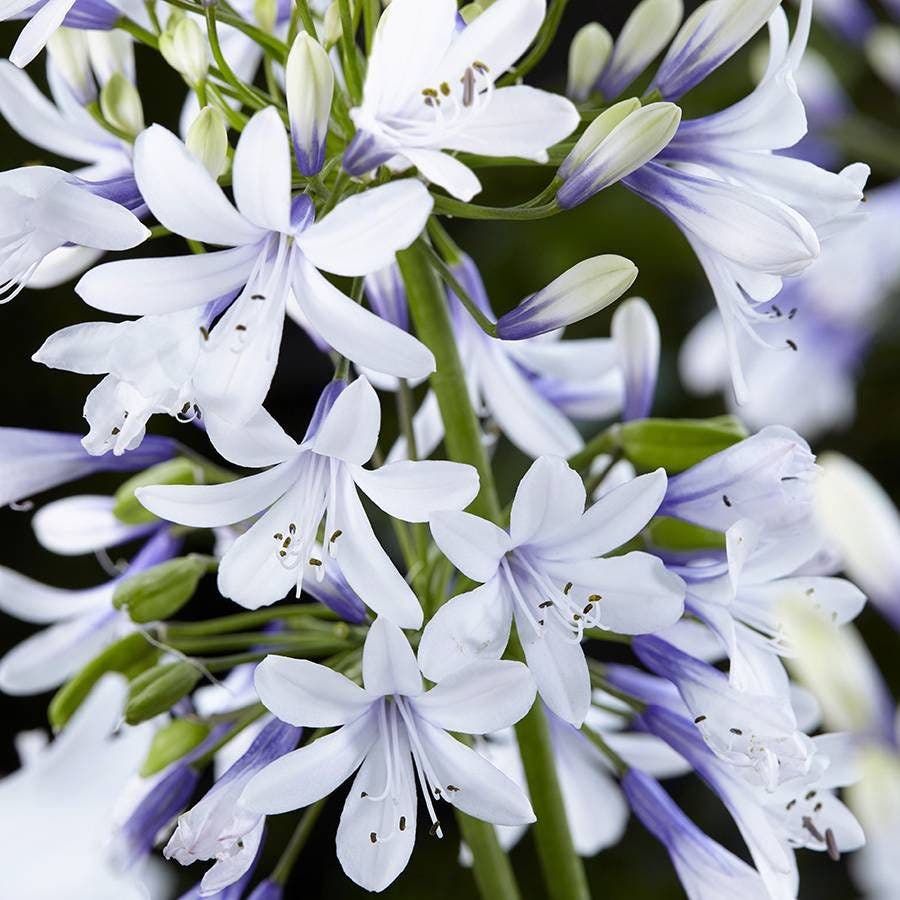 Agapanthus Twister