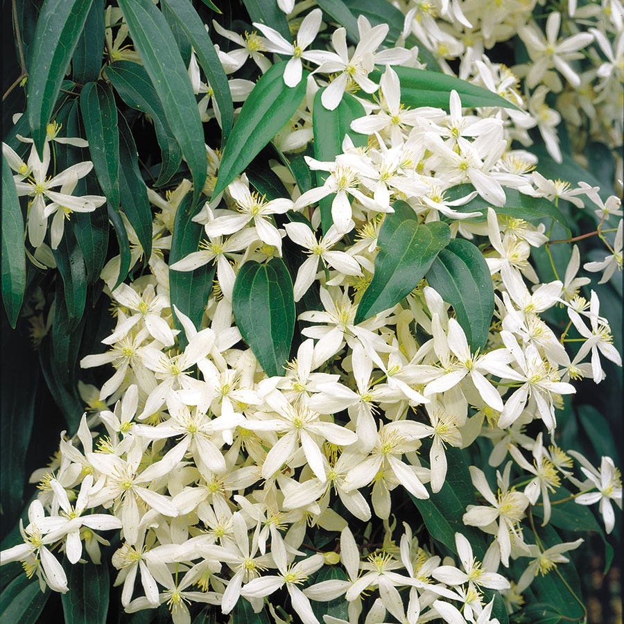Clematis 'Snowdrift'