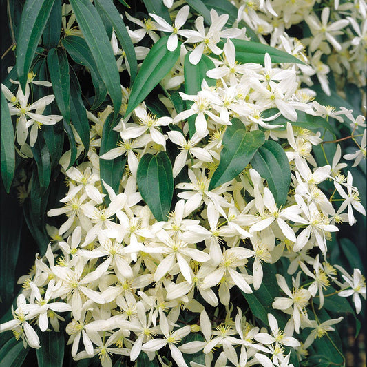 Clematis 'Snowdrift'