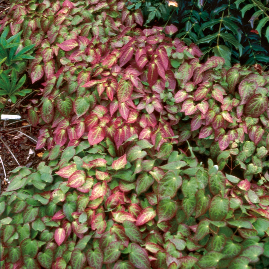 Epimedium rubrum
