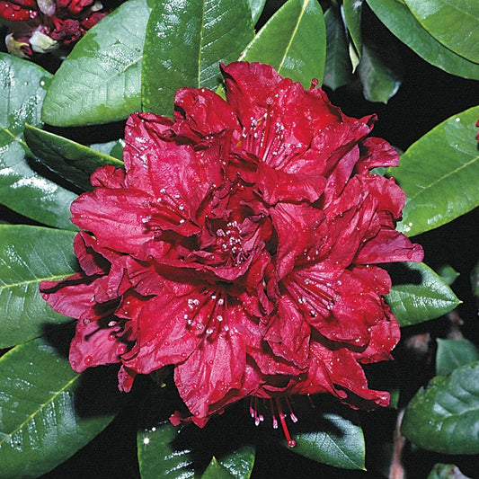 Rhododendron 'Firestorm'