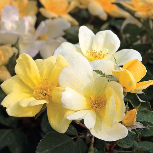 Rosa Sunny Knock Out®