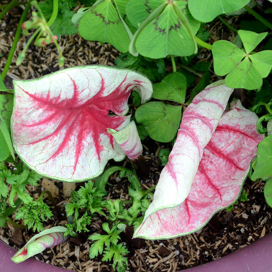 Caladium 'Fiesta' Bulbs