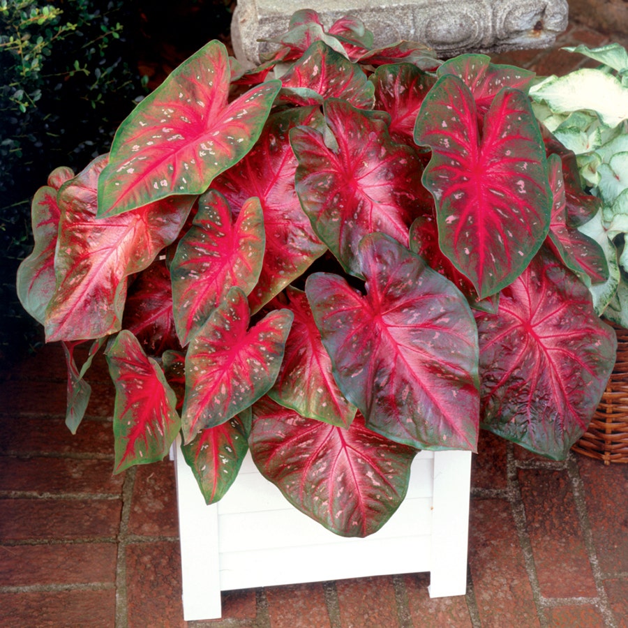 plant caladium bulbs indoors Caladium Red Flash Bulbs