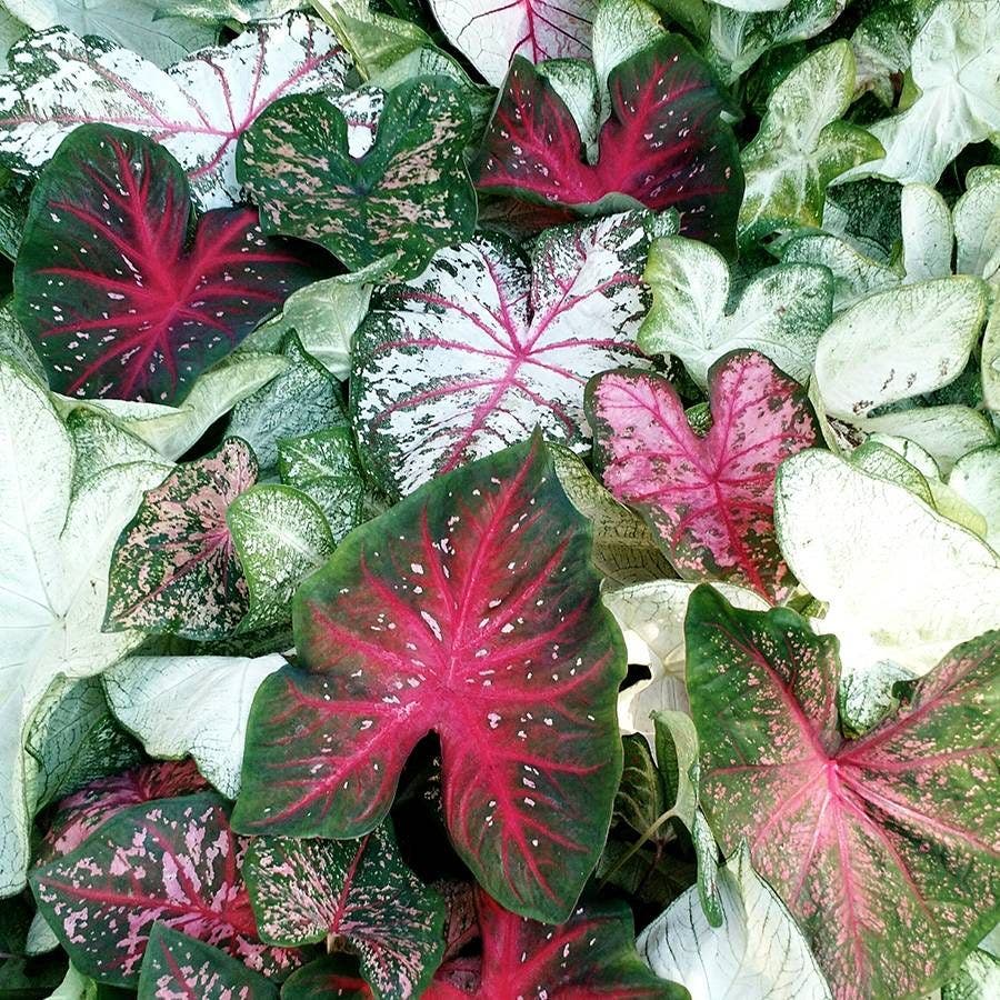 Caladium Sun Tolerant Mix Bulbs