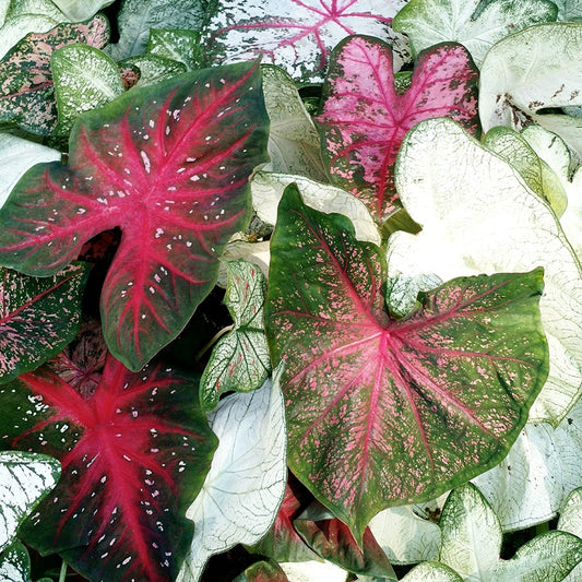 Caladium Sun Tolerant Mix Bulbs