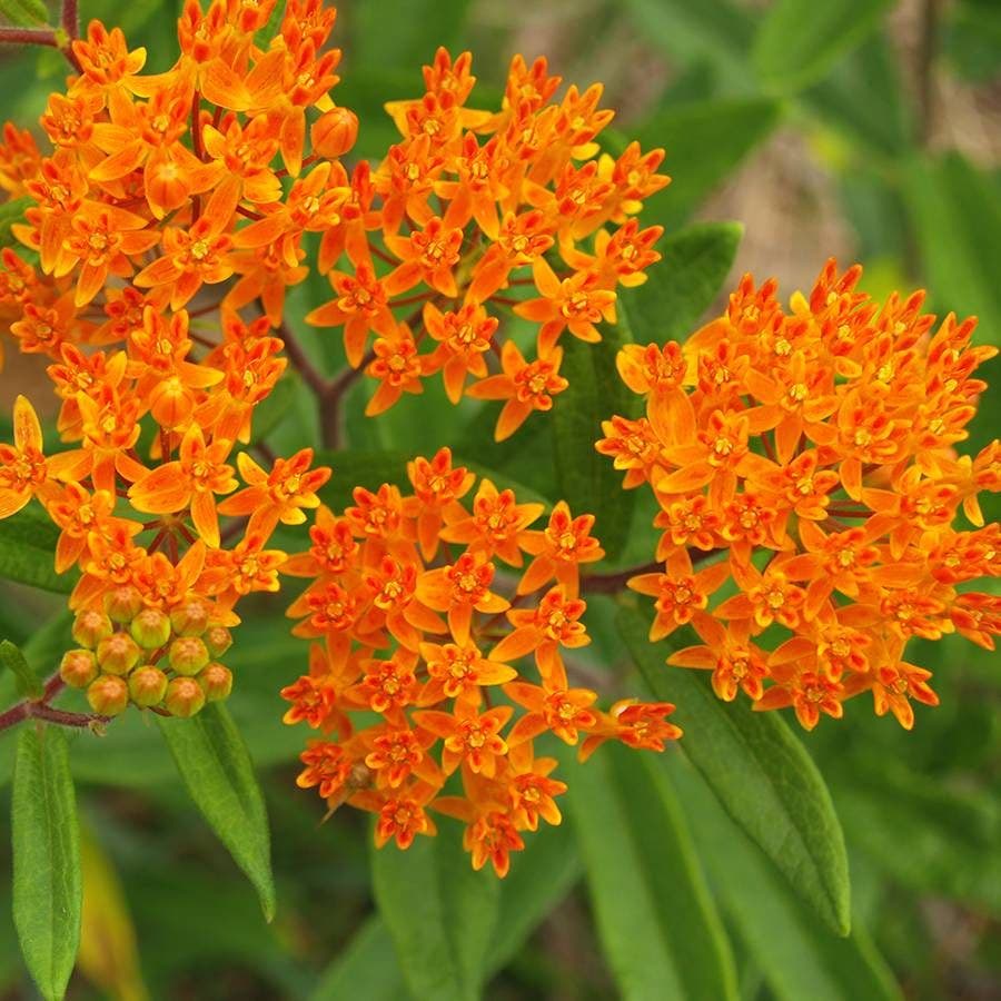 Asclepias Butterfly Weed