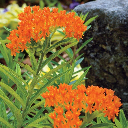 Asclepias Butterfly Weed