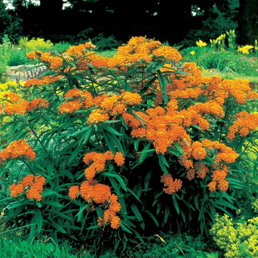 Asclepias Butterfly Weed