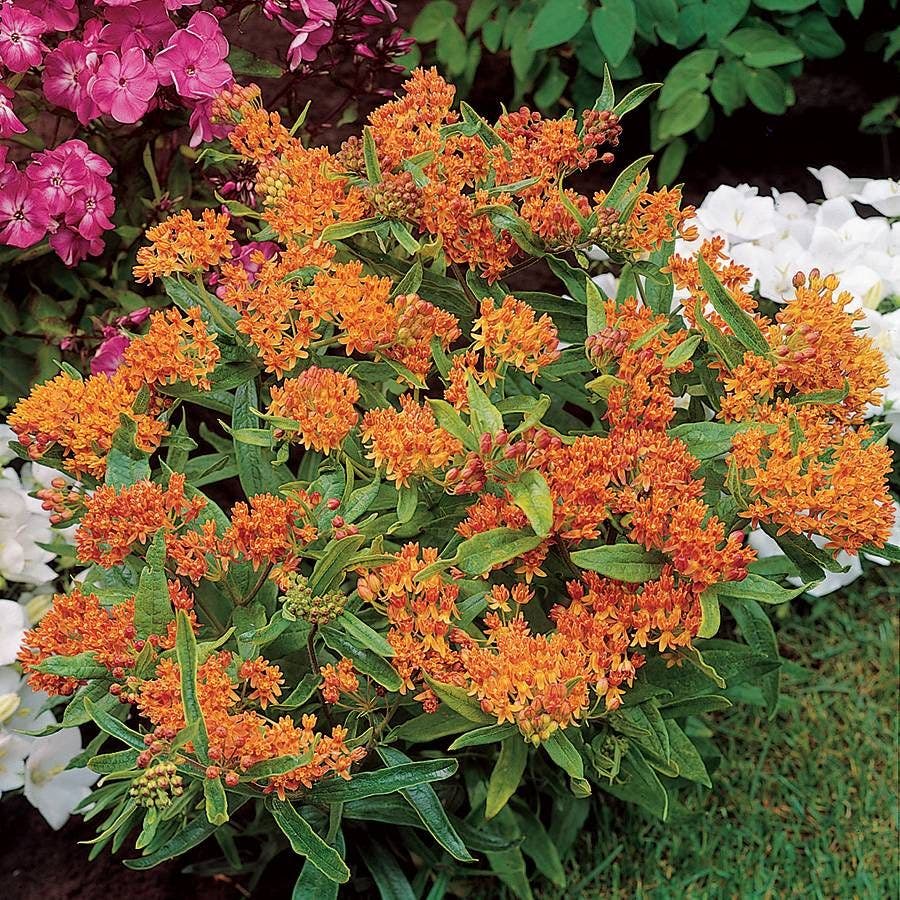 Asclepias Butterfly Weed
