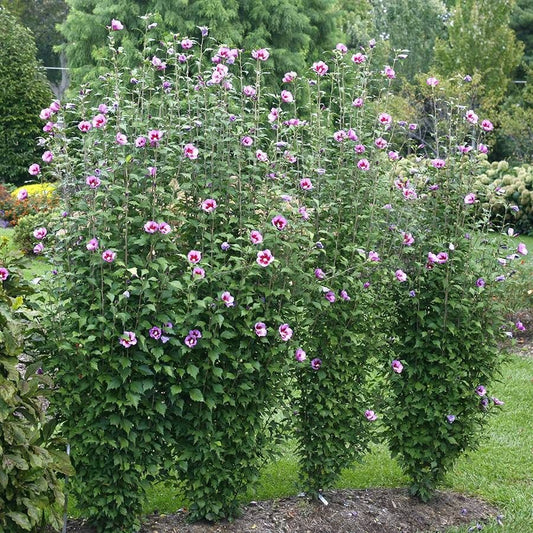 Hibiscus Purple Pillar® Rose of Sharon