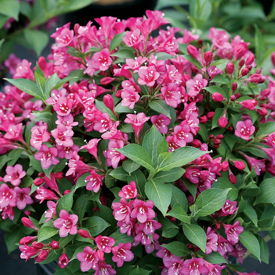 Weigela Snippet® Dark Pink